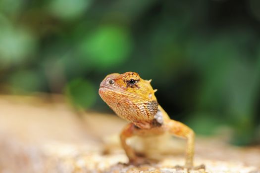 Wild lizard in Thailand close-up