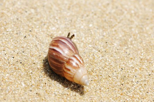 Hermit Crab on a beach in Andaman Sea