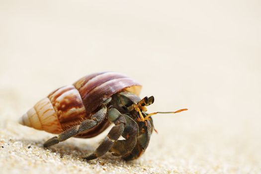 Hermit Crab on a beach in Andaman Sea