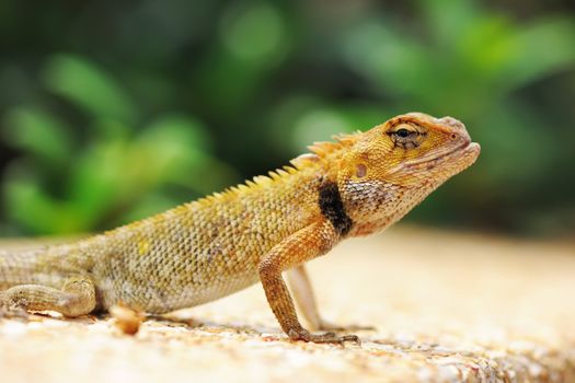 Wild lizard in Thailand close-up