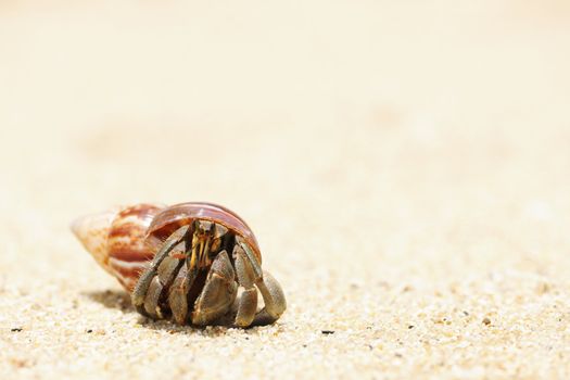 Hermit Crab on a beach in Andaman Sea