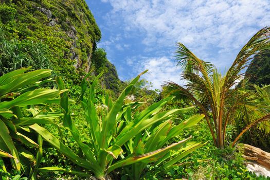 Beautiful tropical nature at  Phi Phi Ley island, the exact place where "The Beach" movie was filmed 