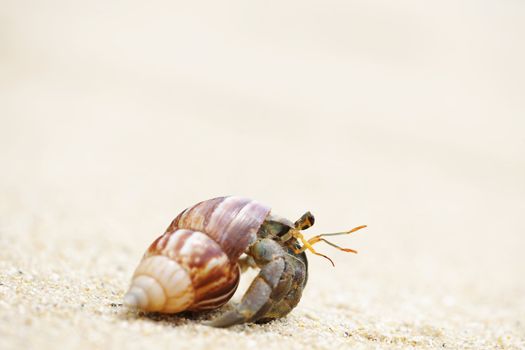 Hermit Crab on a beach in Andaman Sea