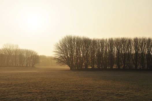 Rising sun illuminates trees surrounded by the morning mist