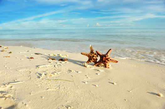 Starfish on a beautiful beach
