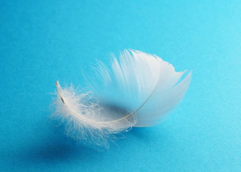 White feather over blue background