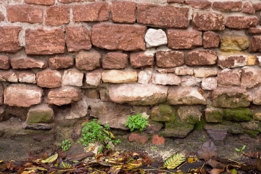 Texture of old brick wall in an autumn season