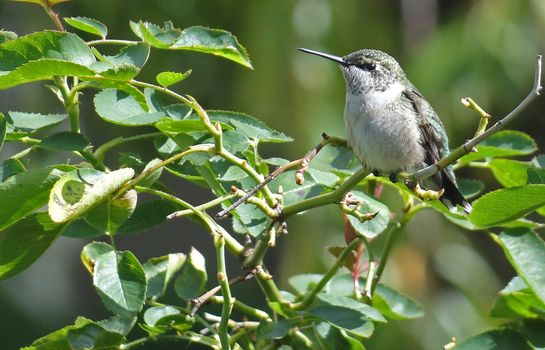 Hummingbird perched