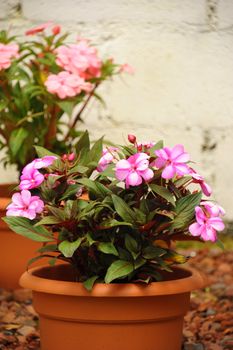 Pot of beautiful pink impatiens, scientific name Balsaminaceae, in a terra cotta pot.