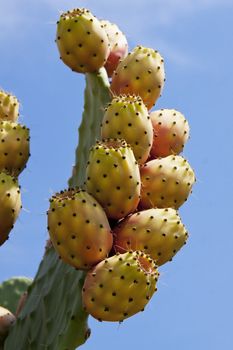 fresh tasty prickly pear on tree outside in summer mediterranean 