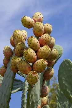 fresh tasty prickly pear on tree outside in summer mediterranean 