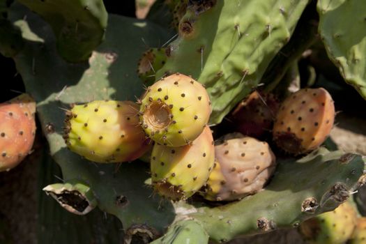 fresh tasty prickly pear on tree outside in summer mediterranean 