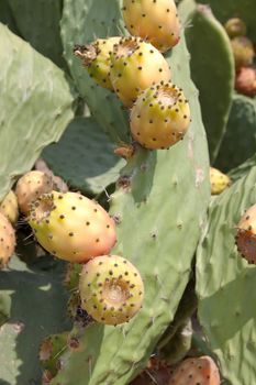 fresh tasty prickly pear on tree outside in summer mediterranean 