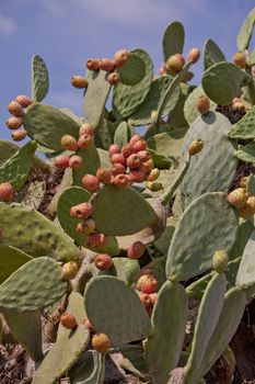 fresh tasty prickly pear on tree outside in summer mediterranean 