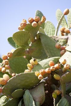 fresh tasty prickly pear on tree outside in summer mediterranean 