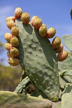 fresh tasty prickly pear on tree outside in summer mediterranean 