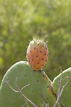 fresh tasty prickly pear on tree outside in summer mediterranean 
