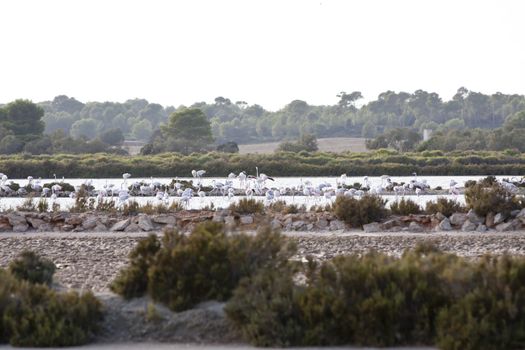 wild flamingos traveling mediterranean salinas mallorca ballearic stay