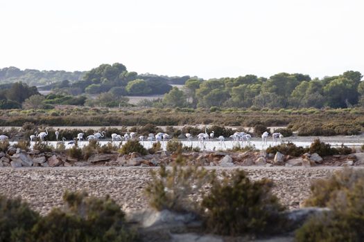 wild flamingos traveling mediterranean salinas mallorca ballearic stay