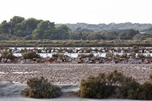 wild flamingos traveling mediterranean salinas mallorca ballearic stay