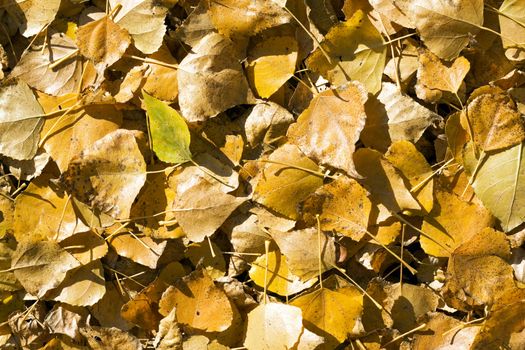 Background from the fallen down yellow autumn leaves
