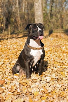 American staffordshire terrier against yellow foliage