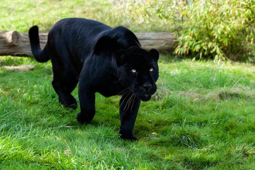 Black Jaguar Stalking through Grass Panthera Onca