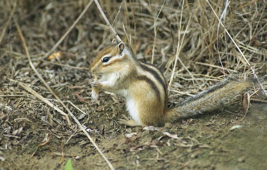 chipmunk gnawing pieces of fish in the woods