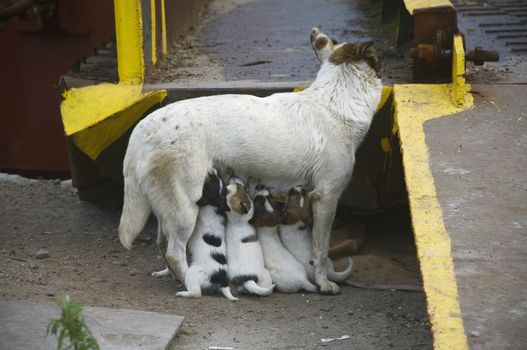 Feed your puppy dog in the sea port