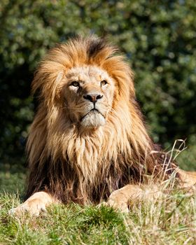 Proud Majestic Lion Sitting in Grass Panthera Leo