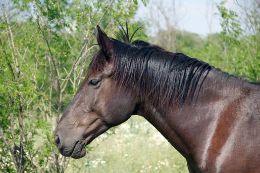 Graceful horse the grazing on the meadow summer