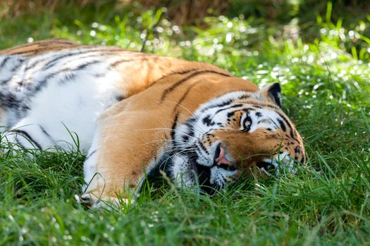 Beautiful Amur Tiger Lying Down Resting in Grass Panthera tigris altaic  