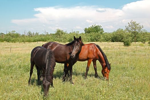 Beautiful horses the grazing on the meadow summer