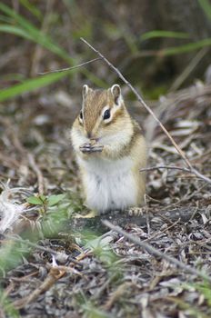 chipmunk gnawing pieces of fish in the woods