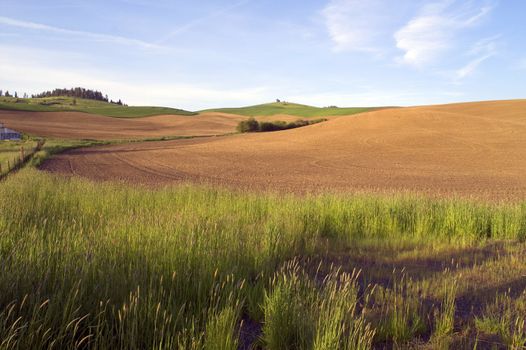 The lush farmland of the Palouse Region in Washington
