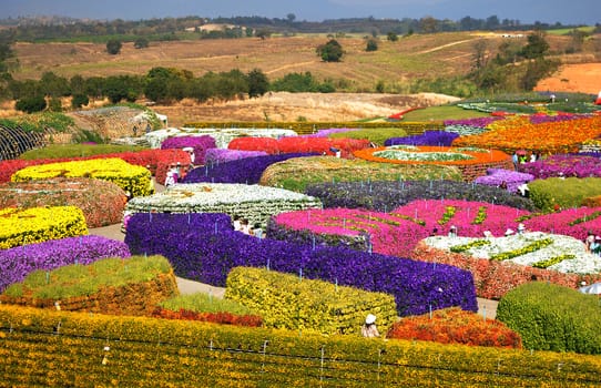 Flower garden in north east of Thailand