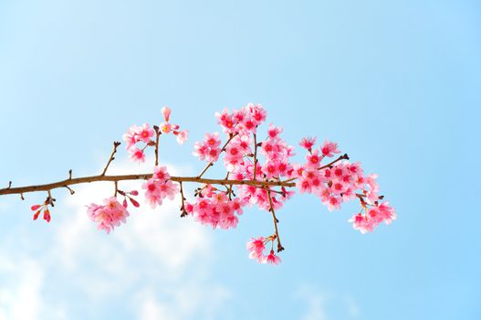 Sweaty Pink flower call Wild Himalayan Cherry