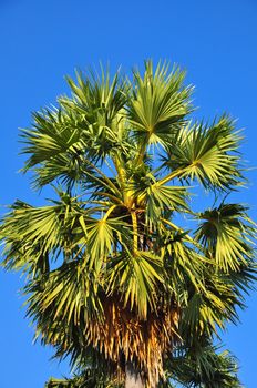 Borassus flabellifer, Asian Palmyra palm or Toddy palm or Sugar palm or Cambodian palm