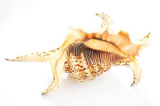 Seashell on a white background