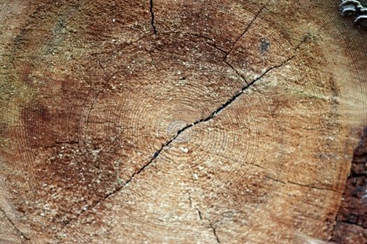Сross section of a wood tree rings