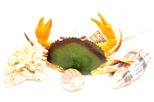 Seashells on a white background