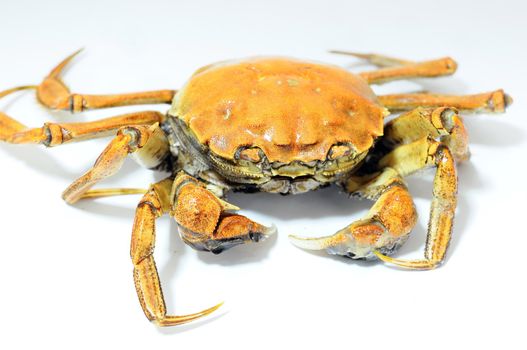 Hairy crab or Chinese mittencrab on a white background
