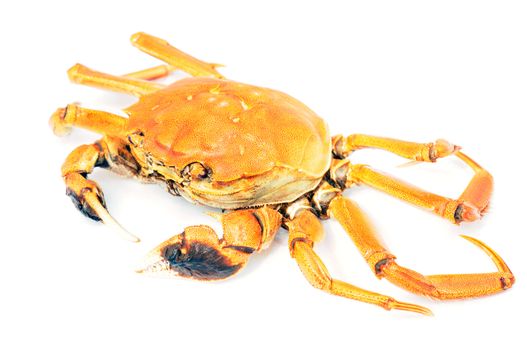 Hairy crab or Chinese mittencrab on a white background