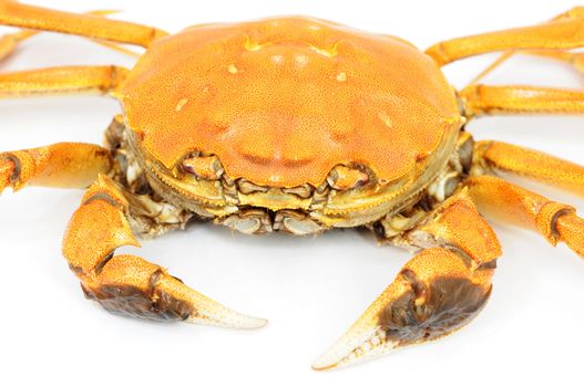 Hairy crab or Chinese mittencrab on a white background