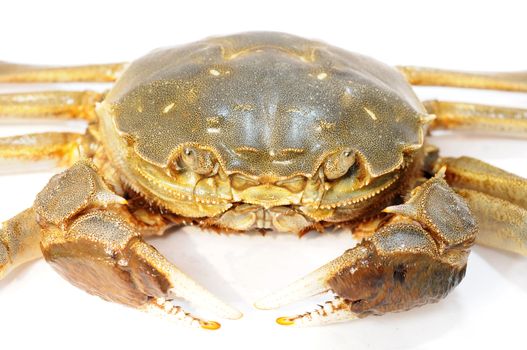Hairy crab or Chinese mittencrab on a white background