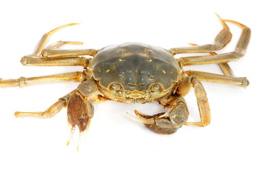 Hairy crab or Chinese mittencrab on a white background