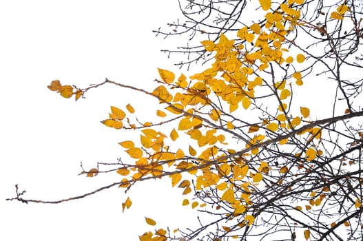 yellow autumn leaves and branch on white background