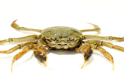 Hairy crab or Chinese mittencrab on a white background