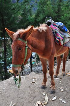 A saddled Tibetan horse