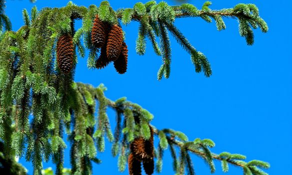 Pine Tree and Cones on Blue Sky closeup